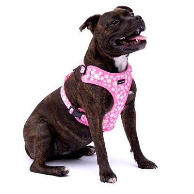 Frank Barker Pink Daisies Harness S