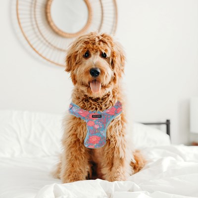Frank Barker Floral Harness L
